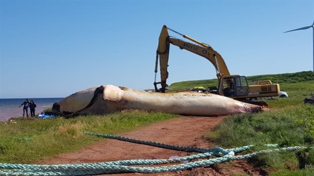 One of the first of the whales found killed is brought ashore for a necropsy, Early results indicate a ship strike.