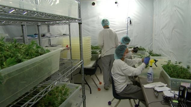 Employees work in a drying room at Delta 9, a medical marijuana growing facility in Winnipeg. in this 2015 photo