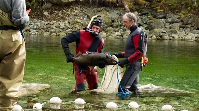 The resort has spent millions to bring the salmon back to a nearby river.