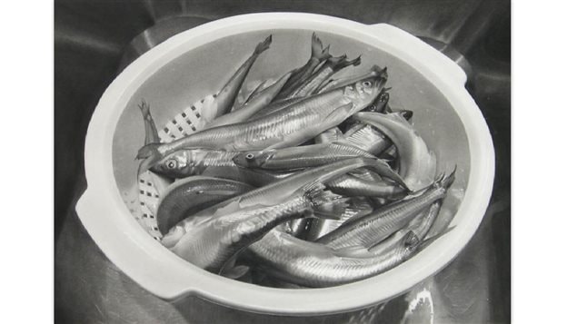 2014 *Smelts* graphite on paper 49cm x 59cm- inspired by a dinner at her parent’s house