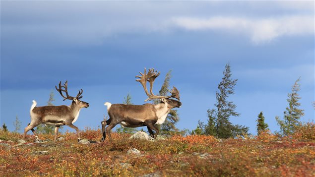 Protecting land is critical to protecting animals.