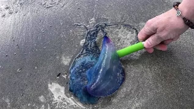 A Portuguese man-of-war is shown in this handout image at Crescent Beach, Nova Scotia on Tuesday July 4, 2017. Unwanted visitors of the gelatinous kind are being spotted in Nova Scotia waters, spooking some swimmers who have come across the painful species