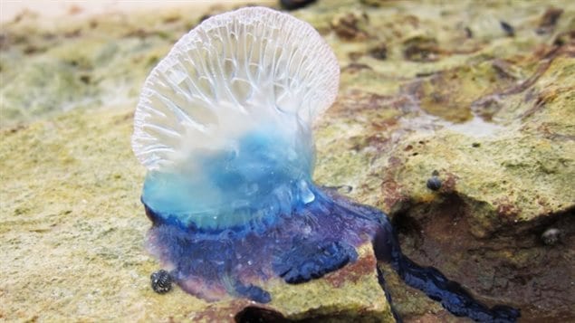  Portuguese man-of-war, like this one in Cuba, was recently spotted at a Nova Scotia beach. The raised portion acts like a sail to catch the wind and be pushed along the surface
