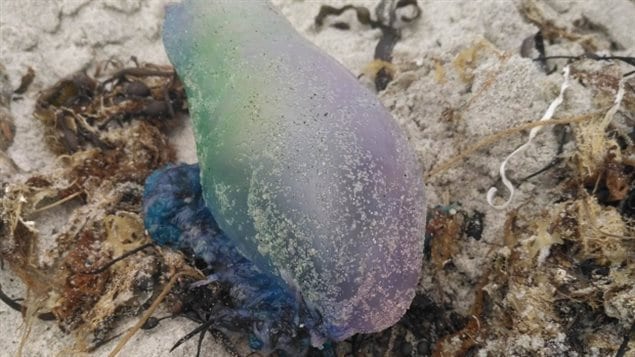 Amy Clark spotted this Portuguese man-of-war at Crystal Crescent Beach last week.