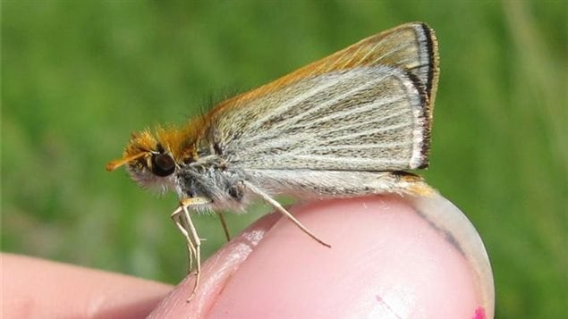 The poweshiek skipperling is tiny and lives as an adult only a few weeks in summer.