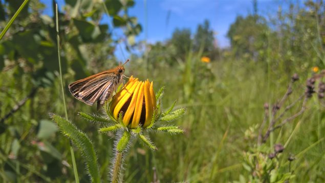 The poweshiek skipperling feeds on one particular flower that grows in tall grass prairie.
