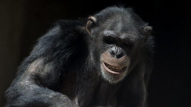 Un antecedente judicial similar se produjo en Argentina, en favor de una chimpancé.