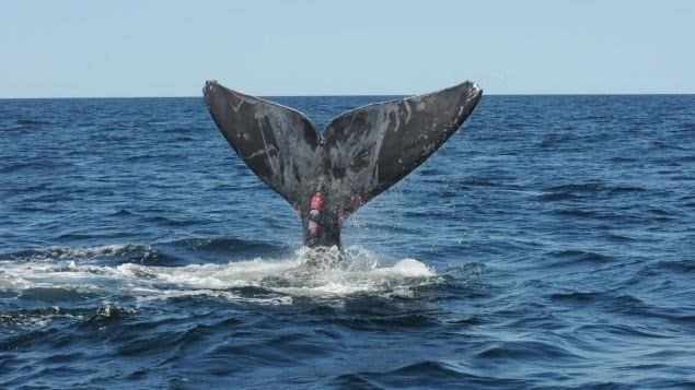 Las ballenas sufren heridas frecuentes por choques con barcos o por el accionar de los pescadores.