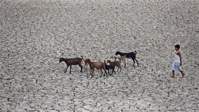 Another heat wave in India in 2016 caused drought, decimated crops, killed livestock and left at least 330 million people with enough water for their daily needs.