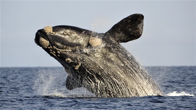Existen ejemplares de ballena franca en diversos sitios del mundo, pero los ejemplares son cada vez menos numerosos.