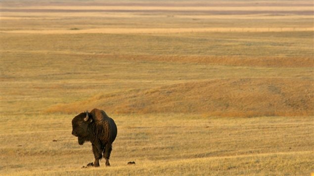 Old Man on His Back ranch in southwest Saskatchewan is home to a herd of genetically pure plains bison.