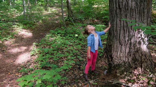 Ontario’s Backus Woods is in the heart of the Carolinian life zone, an area that provides habitat for nearly 25 per cent of Canada’s endangered species.