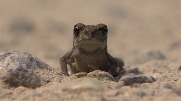 The western toad is listed as a species of special concern according to Canada’s registry of Species at Risk.