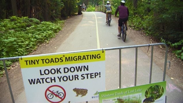 CBC notes not all cyclists obey signs to walk their bikes to avoid running over toads.