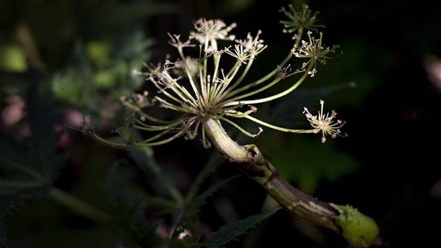 Although it only flowers once in its lifetime, the giant hogweed can produce up to 120,000 winged seeds that can live in soil for up to 15 years.