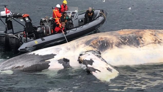 刚刚死去的露脊鲸漂浮在海面上