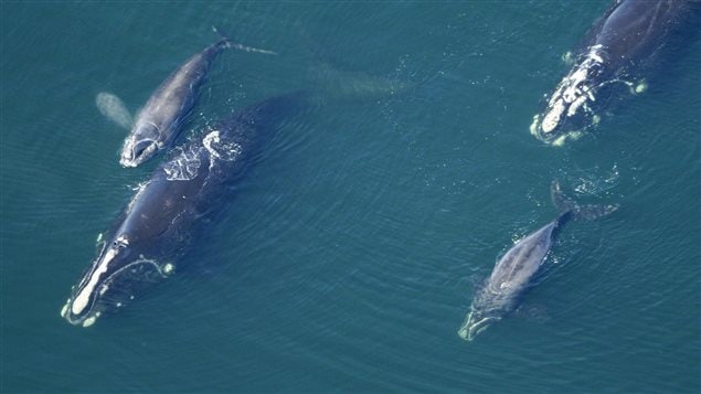 In this Feb. 2009 photo provided by the New England Aquarium, North Atlantic right whales swim with their calves in the Atlantic Ocean off the coast of the United States near the border between Florida and Georgia. 