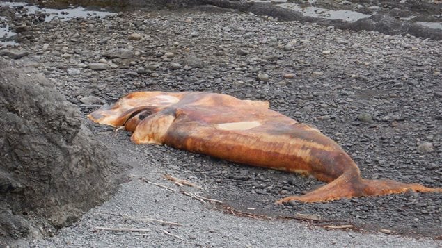 A dead North Atlantic right whale is shown in this undated handout image in the River of Ponds area in western Newfoundland. Fisheries officials say this is the 10th dead right whale found in the region.