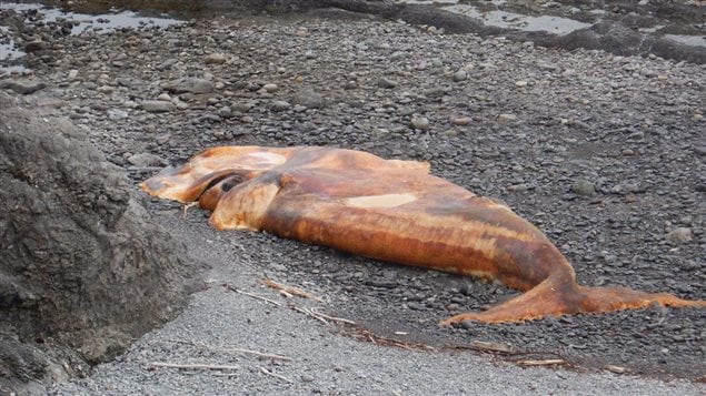 A dead North Atlantic right whale is shown in this undated handout image in the River of Ponds area in western Newfoundland.