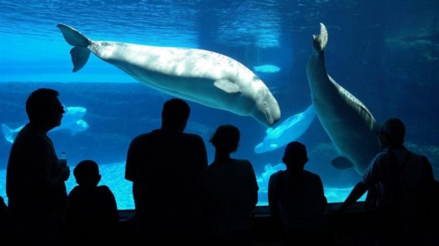 Belugas are cared for by a marine mammal care team at Marineland.