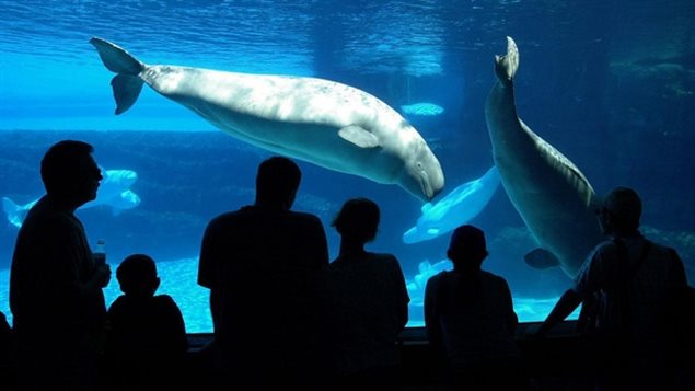 Des bélugas dans un bassin à Marineland.