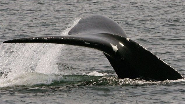 Au moins 10 baleines noires sont mortes depuis le début de juin dans le golfe du Saint-Laurent. Les scientifiques tentent toujours de déterminer la cause de cette mortalité.PHOTO ARCHIVES AP