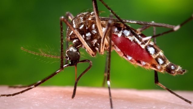 Evidence of Zika bearing mosquitos has been detected in many countries around the world. The disease first gained attention when detected in Brazil in 2015.
