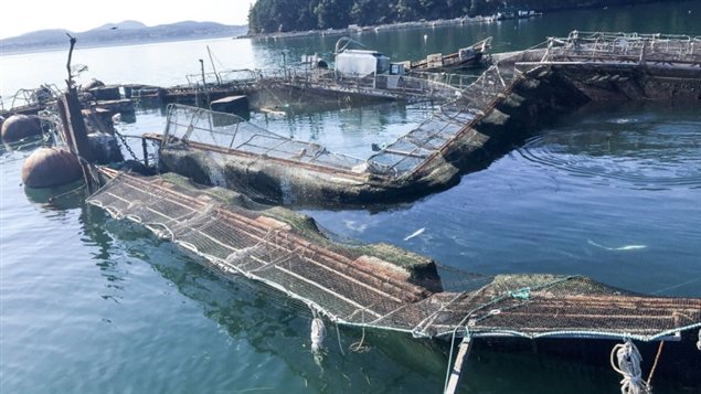 Photo of damaged fish pen from which thousands of Atlantic salmon are beleived to have escaped into the Pacific at Cypress Island, Washington