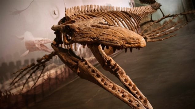 Bruce the mosasaur was found in Thornhill, just outside Morden, Man., in a farmer’s field in 1974. The now-extinct sea reptile is on display in Manitoba and considered the largest in the world. 