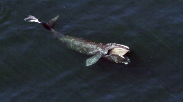 Une baleine noire se nourrit près de la surface au large de Cape Cod, dans le Massachussetts.