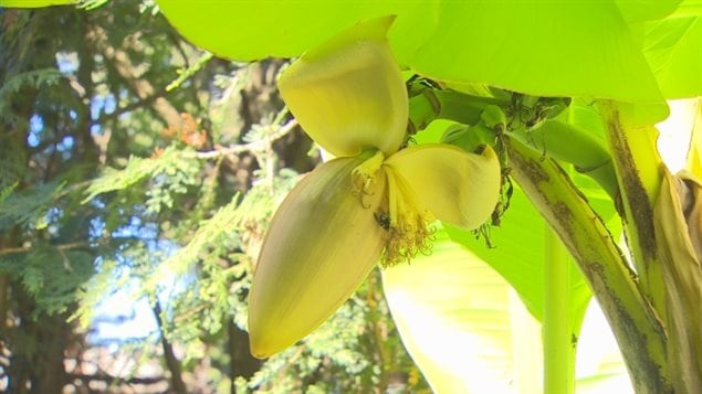 Antonio Zullo 的香蕉树今年夏天开花结了果