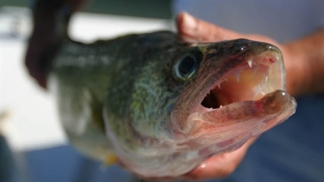Niagara River fish like walleye were found to have high levels of chemicals from antidepressants in their brains.