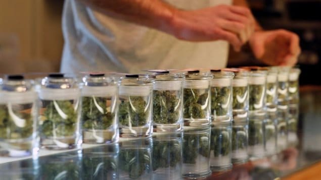 El jefe de policía de Ottawa dice que hay 17 dispensarios ilegales de marihuana que operan en la ciudad
