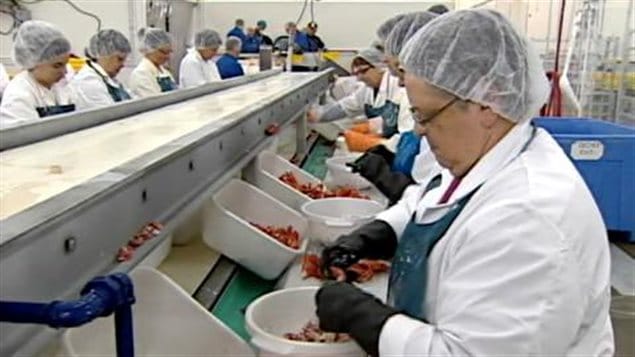 Des travailleurs d’une entreprise de transformation du homard sur la côte est du Canada.