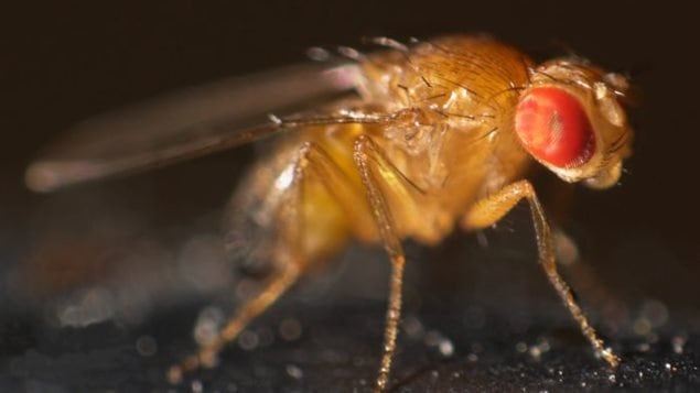 A study of fruit flies and dopamine is related to human response to social distance between individuals, and may lead to  helping to understand spectrum autism or schizophrenia.