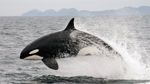 In this July 2005 photo provided by Canada’s Department of Oceans and Fisheries, a transient killer whale breaches off the coast of British Columbia. David Miller says ecosystem protection is the key, not individual species, saying for example not much can be done to halt the decline in Pacific killer whales until one understands the decline in salmon, their main food.