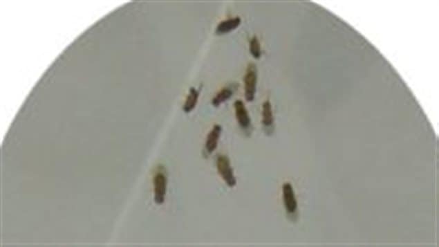 At normal levels the fruit flies are close but respect a certain social distance, When extra dopamine was added the male flies got closer, when dopamine levels were lowered, they moved well apart. Feamle flies moved apart both when dopamine level were increased and lowered.