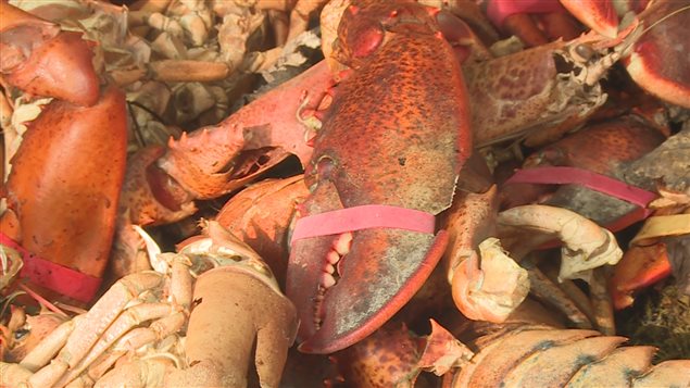 Elastic bands crush the shells in some cases, showing that the lobster has been caught recently when the recently motled shells are still soft.