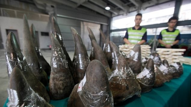 n this Nov. 15, 2011 file photo, customs officers stand guard near seized rhino horns in Hong Kong. 