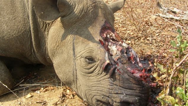 It is an horrific and shocking photo but the animals are brutally killed because of a myth in Asia that the horn possesses some medicinal qualities