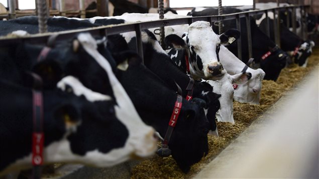 El sector de productos lácteos y de granja de Canadá ha sido blanco principal de las críticas estadounidenses.