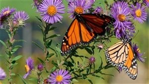 Monarch butterfly numbers are increasing, but almost all of them have left Canada for the flight to Mexico by now.