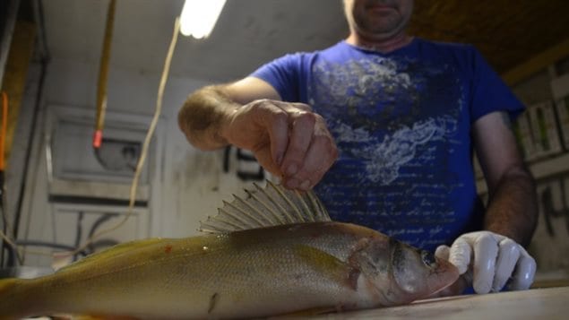 Nipissing First Nation fisherman Lorne Stevens holds up the fin of a pickerel. 