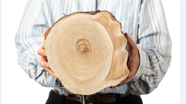 Eastern white cedar section from the Parc national de la Gaspesie, studying tree rings can reveal temperature records