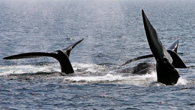 A ballet of three North Atlantic right whale tails break the surface off Provincetown, Mass., in Cape Cod Bay on April 10, 2008. 