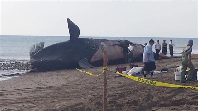 The body of the eighth right whale brought onshore at Miscou Island, New Brunswick for a necropsy in July. The official report of six necropsies reveal ship strikes and fishing gear entanglements were to blame.