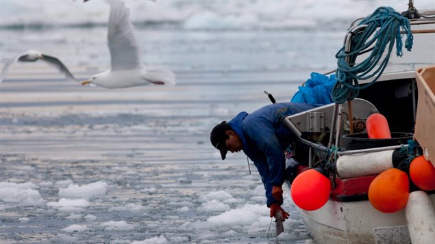 An Inuit fisherman pulling a fish out of icy sea waters in Ilulissat, Greenland in 2011. (Brennan Linsley/AP)