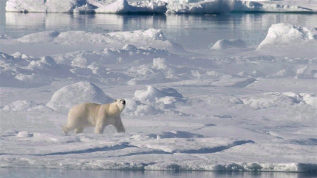 A polar bear stands on a ice floe in Baffin Bay above the Arctic circle as seen from the Canadian Coast Guard icebreaker Louis S. St-Laurent on July 10, 2008. The North Water Polynya or Pikialasorsuaq in Inuktitut is a biologically and culturally unique region and is a breeding ground and migration area for animals such as narwhal, beluga, walrus, bowhead whales and migratory birds. (Jonathan Hayward/The Canadian Press)