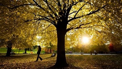 Fall colours can add a magic touch to Thanksgiving.
