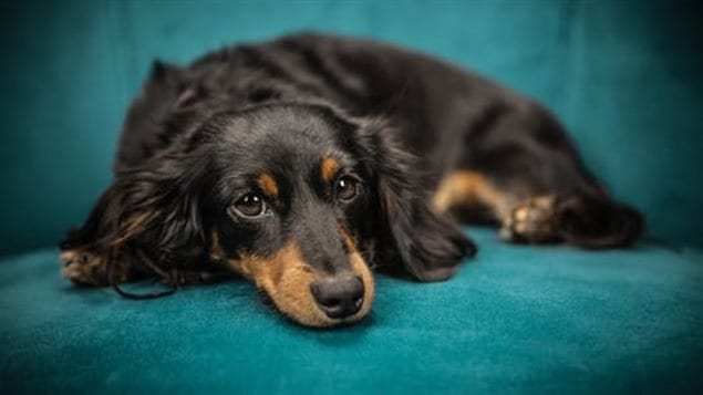 Some workers blame their tardiness on the dog.